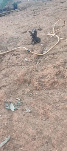 Pinscher