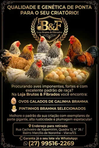 Raça Brahma