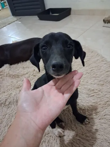 ADOÇÃO RESPONSÁVEL