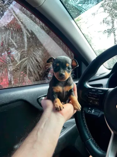 Pinscher N1