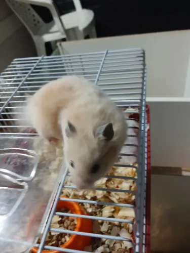 Hamster sirios