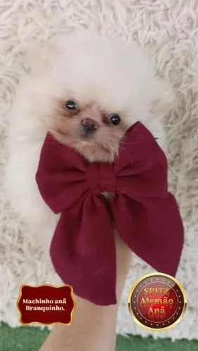 SPITZ ALEMÃO ANÃ MACHO 