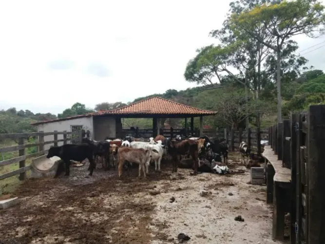 ÓTIMA FAZENDA COM 22 HECTARES