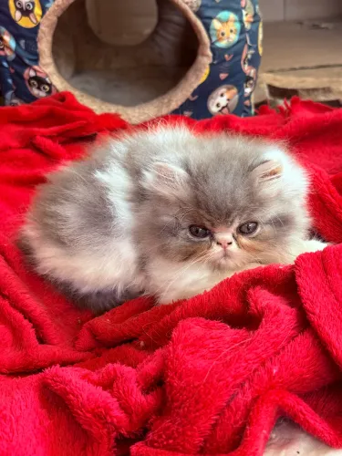 Gatos Persas pelo longo
