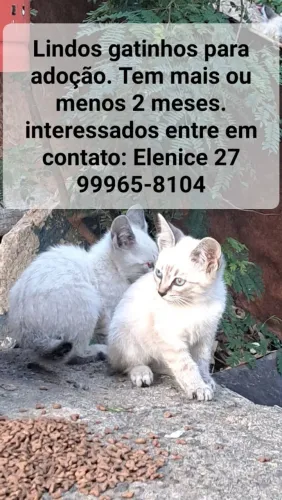 GATOS PARA DOAÇÃO