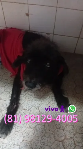 Doação de cadela, Castrada, Vacinada, Vermifugada. Salva das ruas e procurando um lar!