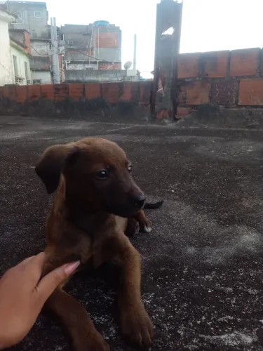 Filhotes de cachorro border collie 