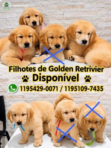 GOLDEN RETRIVIER