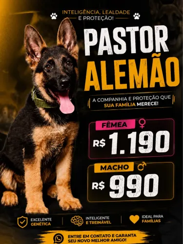 Pastor alemão
