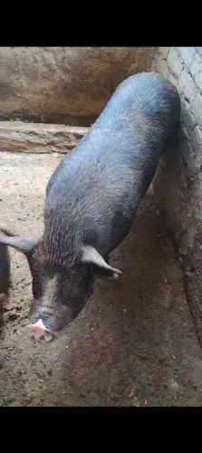 Vende leitoa