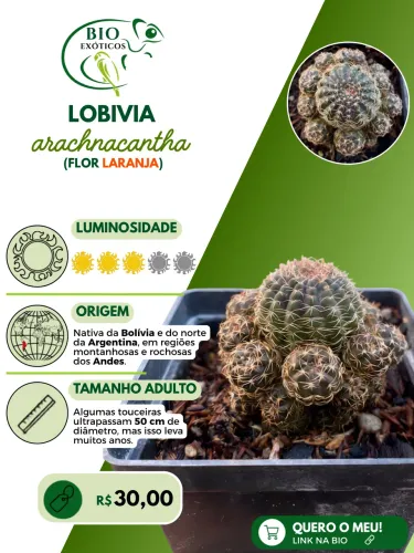 Cacto Lobovia de coleção