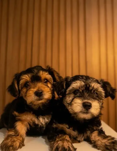 Lindas filhotes de yorkshire mini
