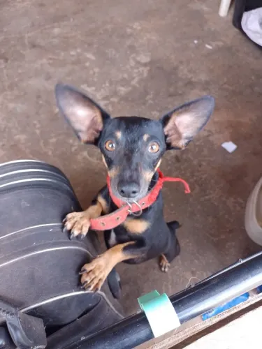 Pinscher adulto, macho