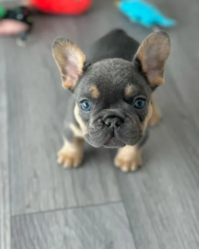 Bulldogue Francês - Filhote Especial Preço Justo