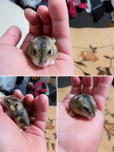 Hamster anão russo filhote