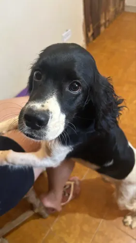 Filhote cocker spaniel