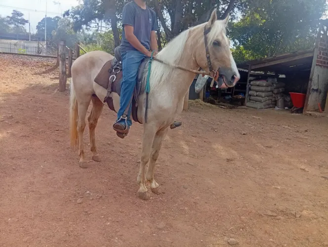Cavalo amarilho