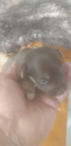 Da raça pinscher misturado valor r$ 70 Eu tenho um casal