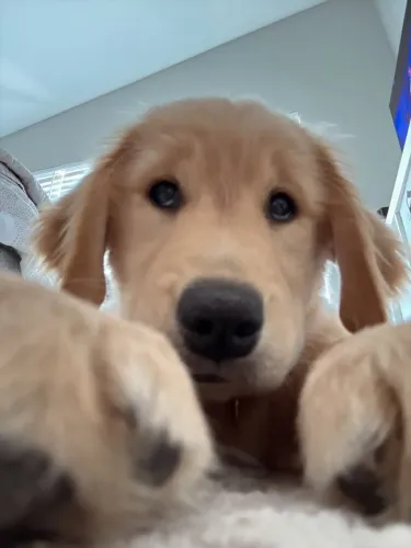 Golden Conheça um doguinho cheio de charme