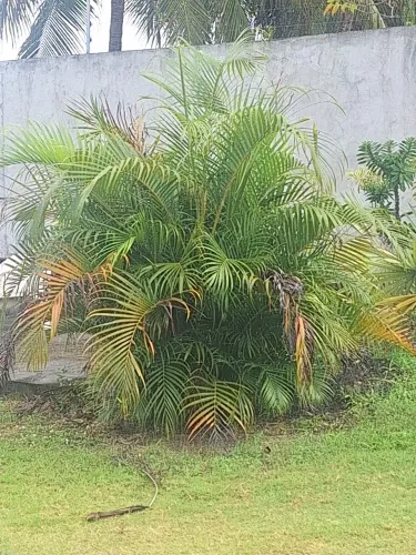 Areca Bambu