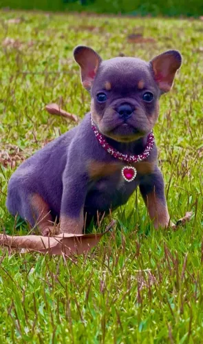 Bulldog Francês, Fêmea Blue Tan, um espetáculo, Canil O'malley Bull's
