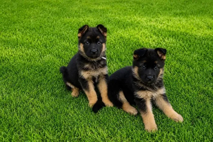 Pastor alemão O tipo de cachorrinho que marca presença