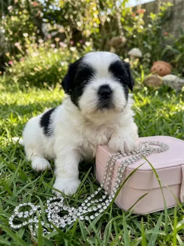 Promoção Fofurinhas ShihTzu Mini
