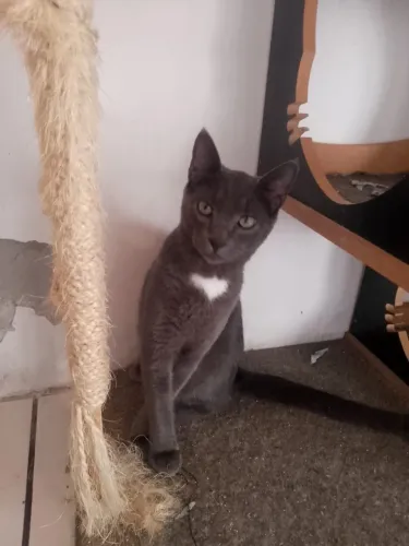 Adoção conjunta de lindos gatinhos irmãos
