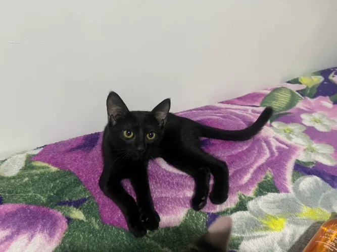 Gatos 