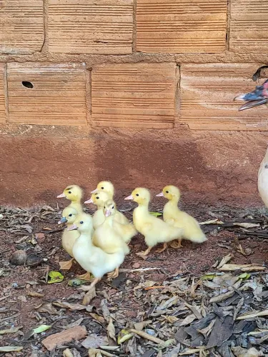 Filhote de Pato