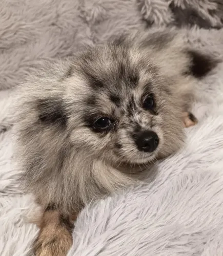 Lulu da Pomerania 