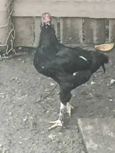 Frangos e frangas