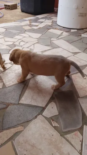 Cachorro