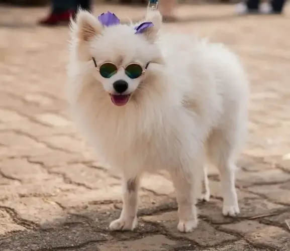 Cachorro