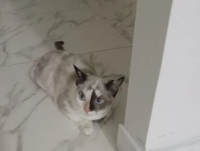 Gata castrada pra doa