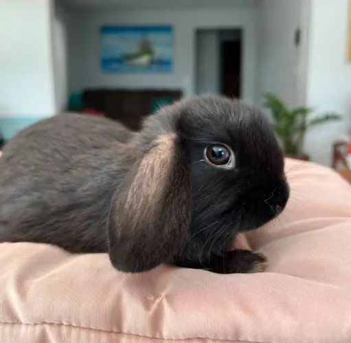 Filhote mini Lop