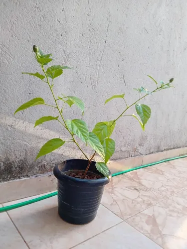 Hibisco na cor massala