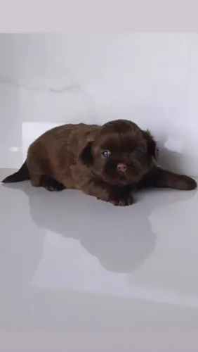 Lindo Filhote Macho de Shihtzu