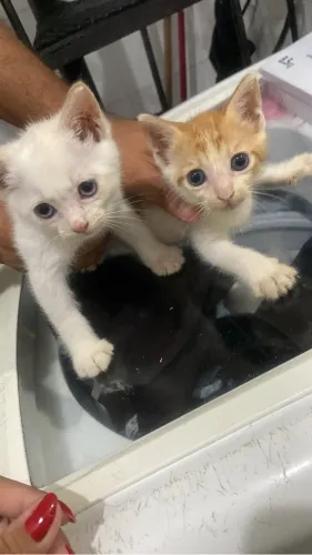Estou doando esses lindos gatinhos todos já comem ração 