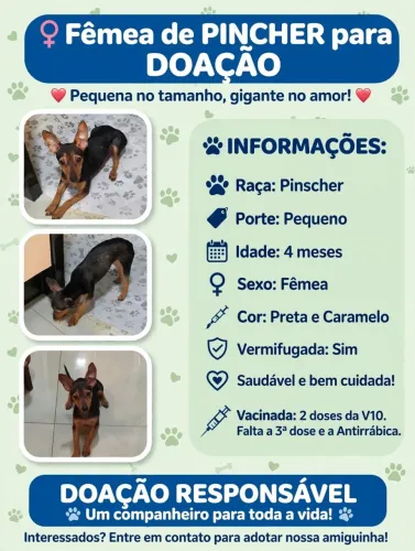 Pinscher 
