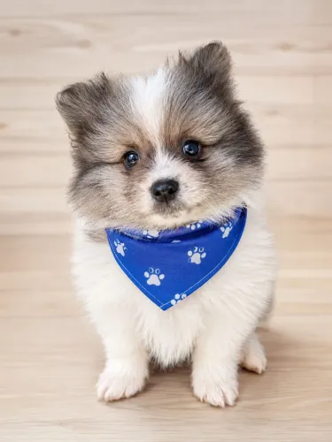 Filhotes de shih tzu , yorkshire, Spitz alemão e outras