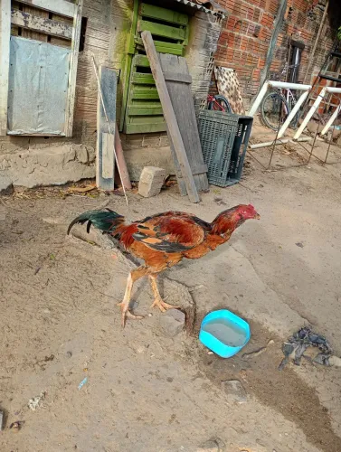 Galo barbudo