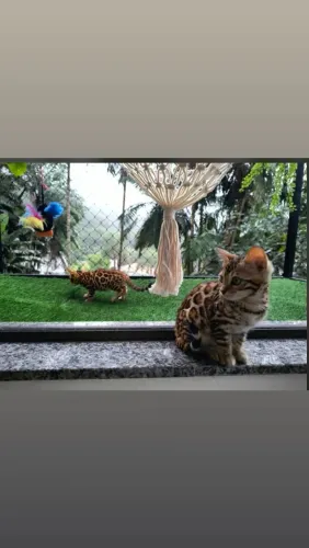 Filhotes bengal gato de bengala