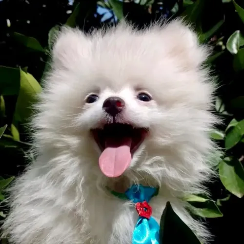 Spitz Alemão adorável
