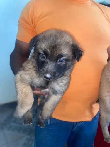 Filhote de cachorro pastor belga malinois