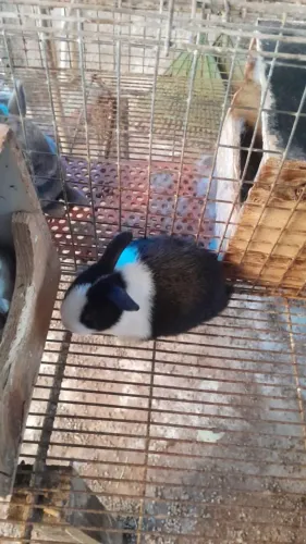Coelho mini holandês