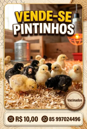 Pintinhos Mestiços de Poedeiras (Leghorn, Rhode Red e Carijó) - Alta Genética! Vacinados