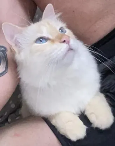 Gato mestiço