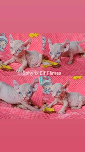 Sphynx Elf Filhotes - Gatil BSB Cat
