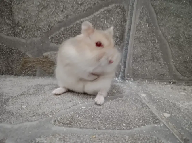 Vendo gaiola completa com hamster anao ruso 